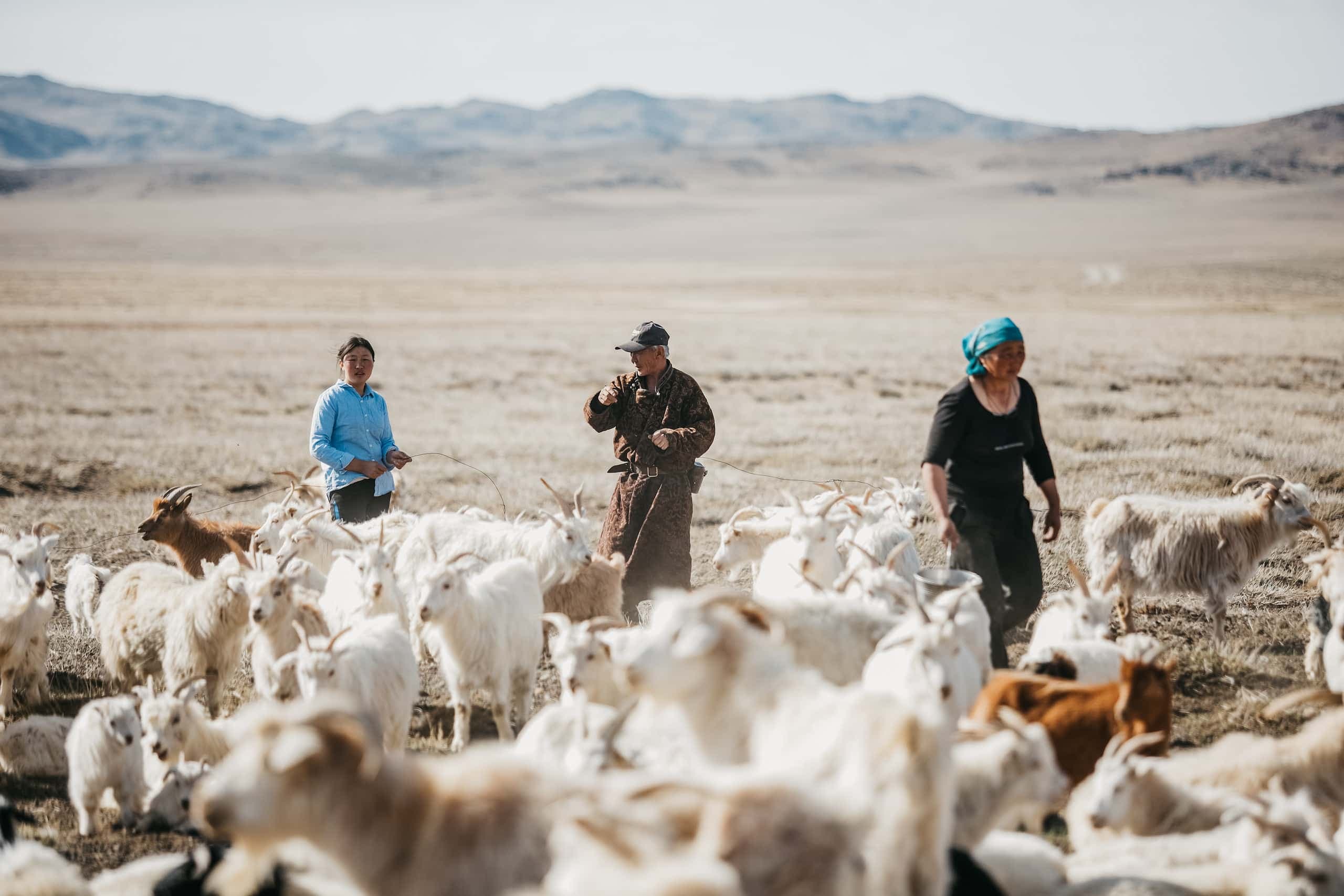 Mongolian cashmere collective store