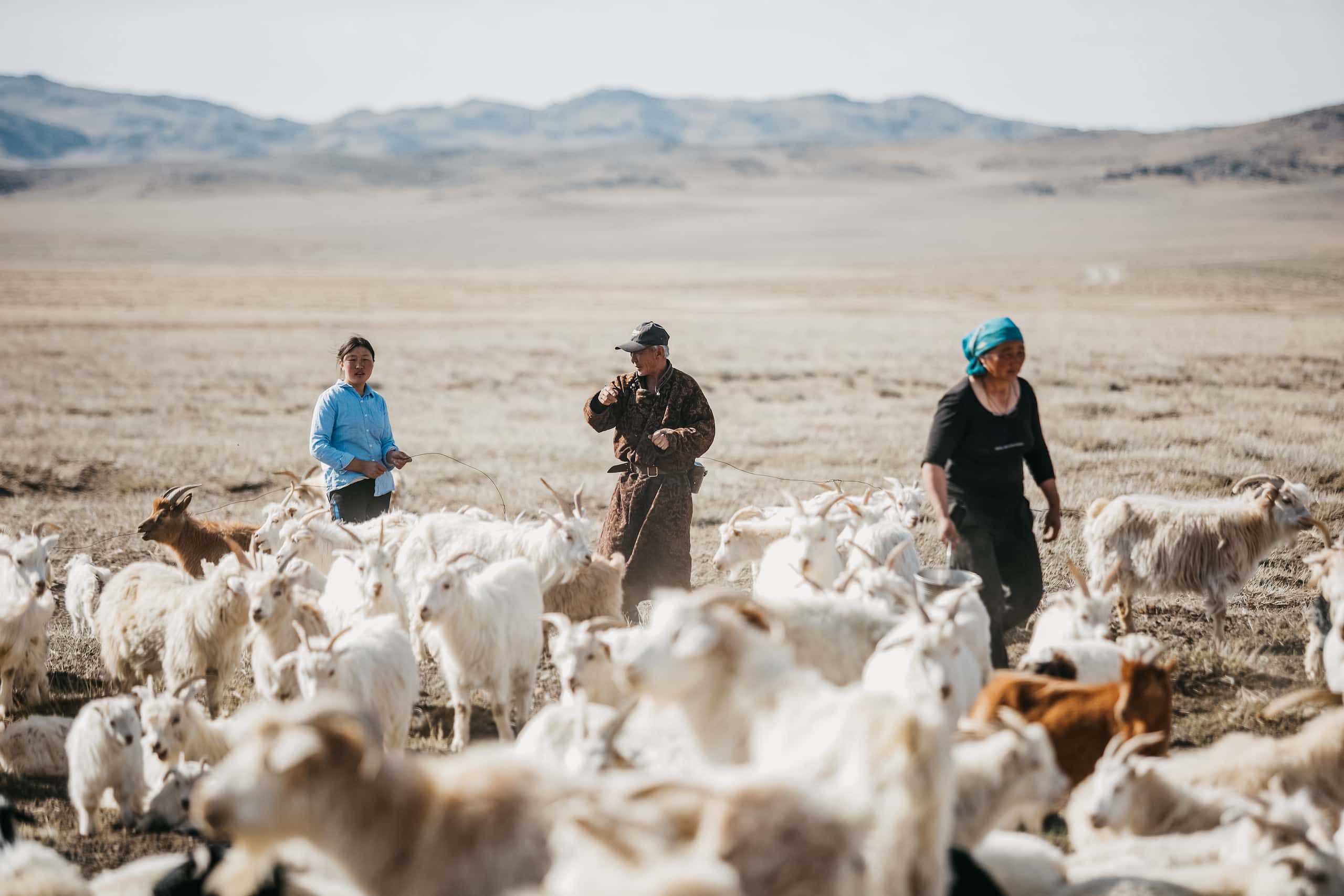 Mongolian cashmere collective store